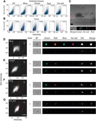 Methods for cell isolation and analysis of the highly regenerative tunicate Polycarpa mytiligera